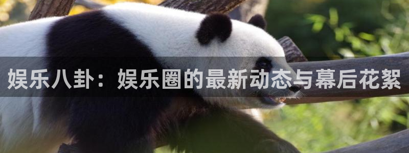 胜天集团：娱乐八卦：娱乐圈的最新动态与幕后花絮
