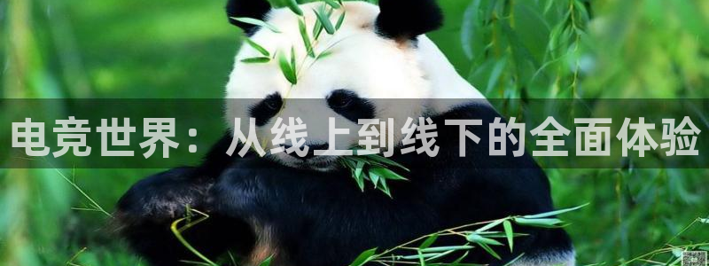 胜天国际app官网入口：电竞世界：从线上到线下的全面体验